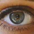 Исследователи оживляют сетчатку глаза человека после смерти